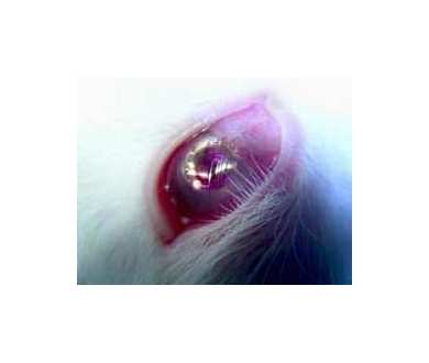 La HD directement depuis des lentilles de contact : possible !