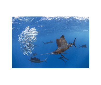 Big Pacific : la série documentaire en avant-première le 1er avril