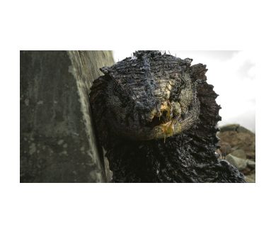 MAJ : Neill Blomkamp lance son propre studio et dévoile le trailer d'OATS Volume 1