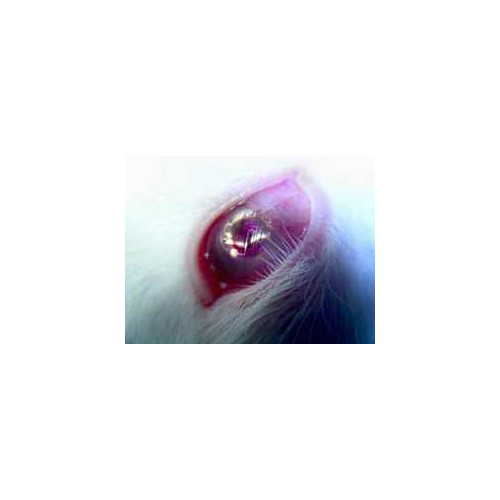 La HD directement depuis des lentilles de contact : possible !