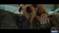 Test Blu-Ray : Marmaduke