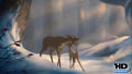 Test Blu-Ray : Bambi 2