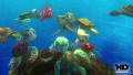 Test Blu-ray 3D + Blu-ray : Le Monde de Nemo