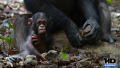 Test Blu-Ray : Chimpanzés