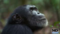 Test Blu-Ray : Chimpanzés